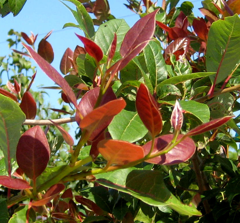 Wildfire Black Gum Natorp's Online Plant Store